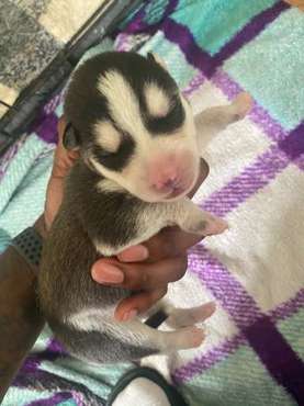 Litter of 5 HUSKY PUPS - cars & trucks - by owner - vehicle... for sale in Greenville, NC