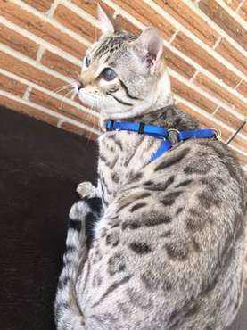 Silver Seal Lynx Bengal Cat w/Breeding Rights - - by for sale in Mobile, AL